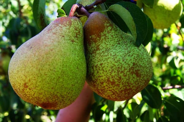 تصویر 5 از خرید و قیمت گلابی جنگلی سردشت + فروش عمده